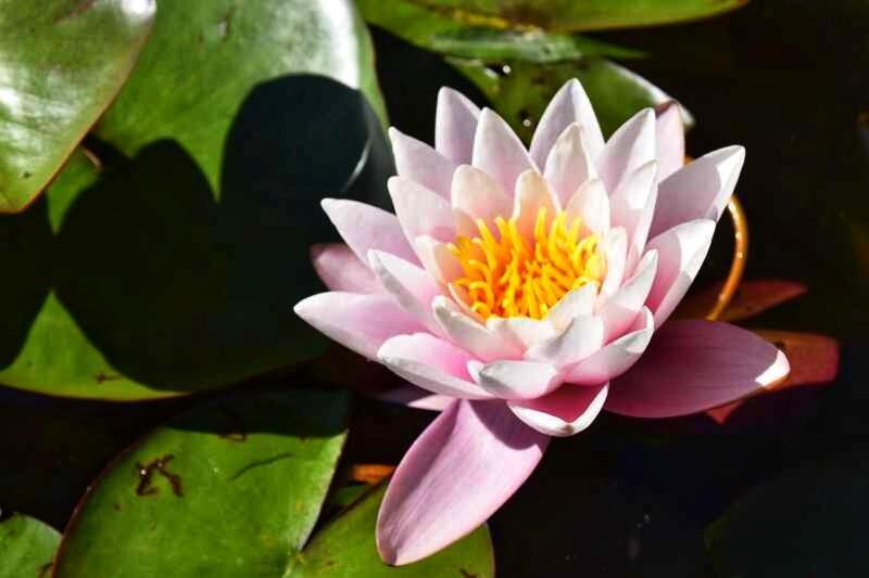 Le Crusoe A L'etang D'anty - Appartement Saint-Nabord